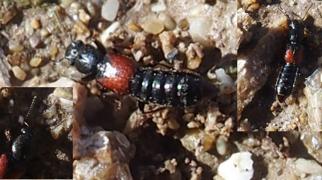 jpjepilou - Bledius sp. - réf. 198753 (1030 x 576 pixels, 182 ko)