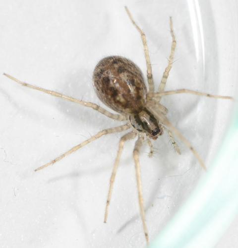 Tegenaria parietina