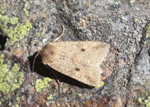 Agrochola blidaensis