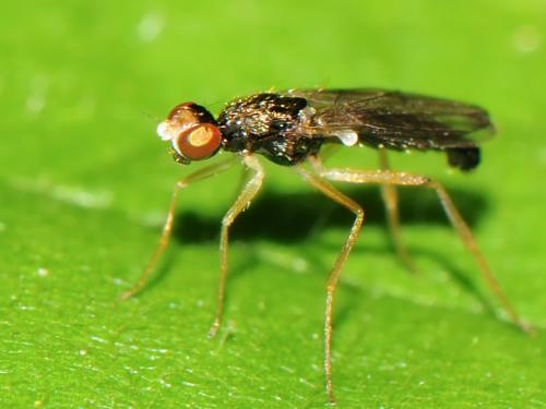 Strongylophthalmyia ustulata