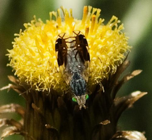Capitites ramulosa