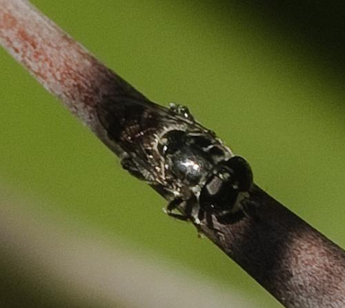 Réf. 199 201 : Eumerus sp.