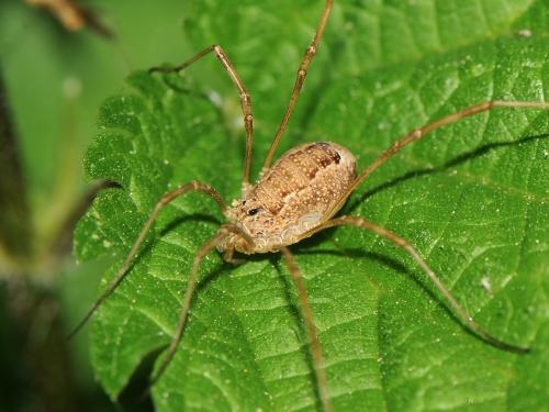 Réf. 199 070 : Rilaena triangularis