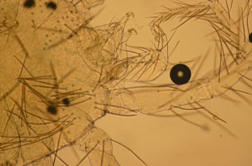Réf. 199 352 : Erythracarinae inconnu