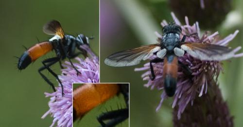 Cylindromyia brevicornis