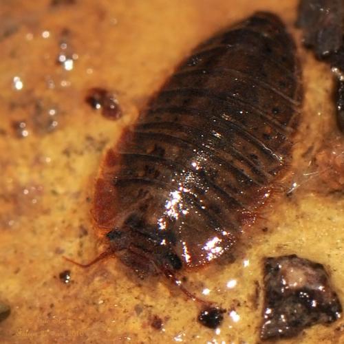 Elodes sp.
