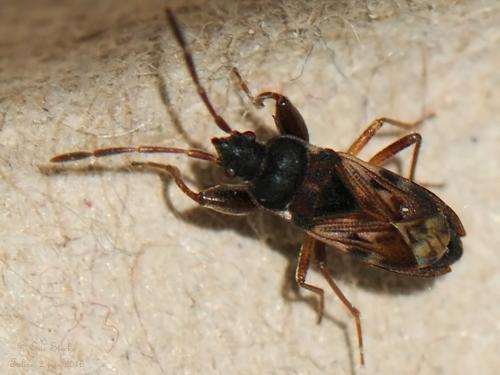 Scolopostethus sp.