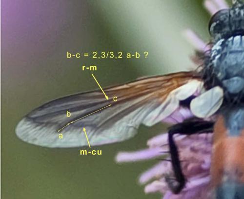 Cylindromyia brevicornis