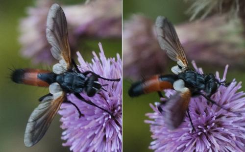 Réf. 199 643 : Cylindromyia brevicornis