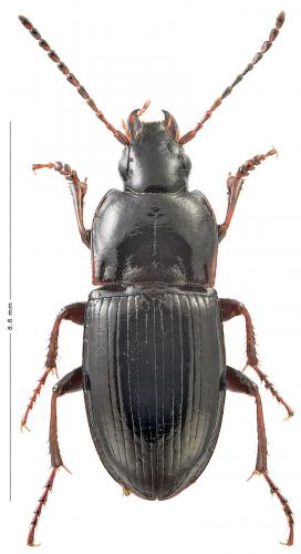 Pterostichus amaroides montisdorensis