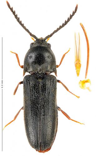 Réf. 199 220 : Microrhagus lepidus