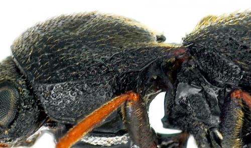 Réf. 199 238 : Microrhagus lepidus