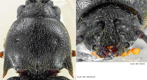 Réf. 199 221 : Microrhagus lepidus