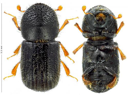 Anisandrus dispar