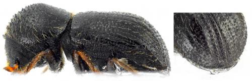 Anisandrus dispar