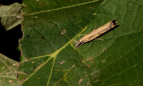 Réf. 199 690 : Agriphila inquinatella