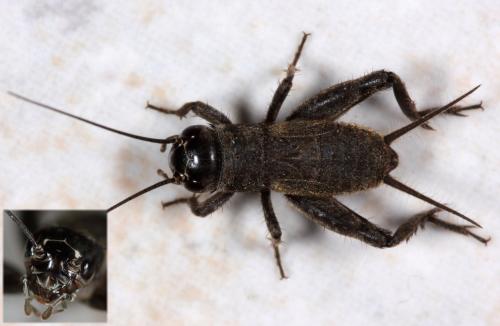 Réf. 199 146 : Eumodicogryllus bordigalensis bordigalensis