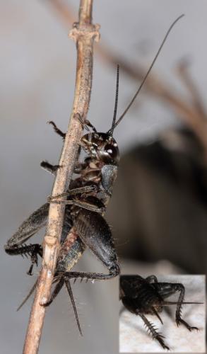 Eumodicogryllus bordigalensis bordigalensis