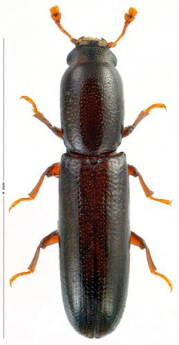 Réf. 199 240 : Teredus cylindricus
