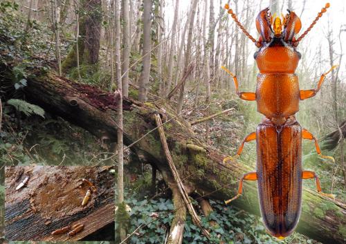 Réf. 199 241 : Prostomis mandibularis
