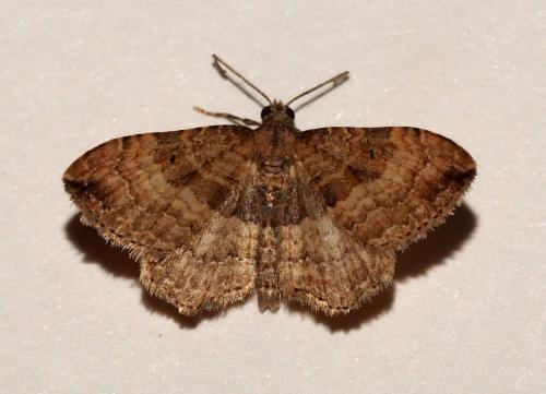 Réf. 199 108 : Nycterosea obstipata
