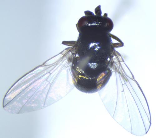 Réf. 199 999 : Cryptochetum buccatum