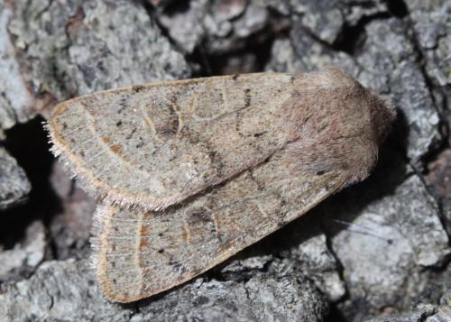 Réf. 199 683 : Orthosia populeti