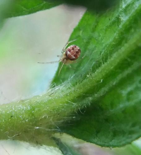 Theridion_sl sp.