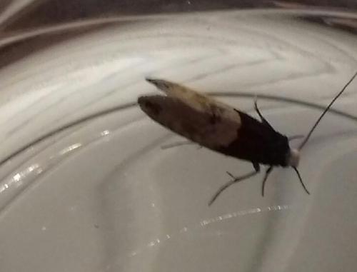 Trichophaga tapetzella