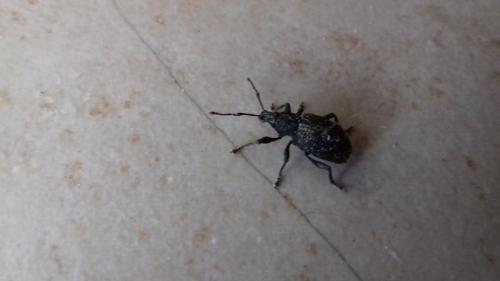 Otiorhynchus sp.