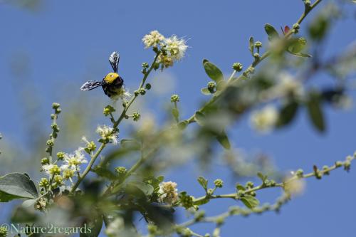 Réf. 199 415 : Xylocopa pubescens