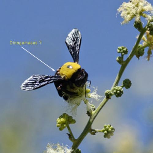 Réf. 199 487 : Xylocopa pubescens