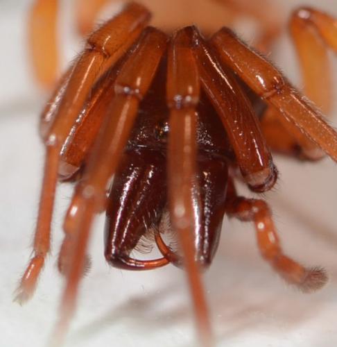 Dysdera erythrina