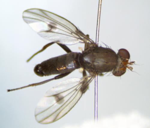 Diastata adusta