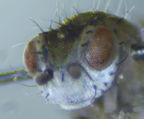 Canace nasica