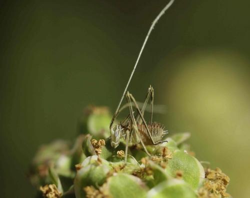Tylopsis lilifolia