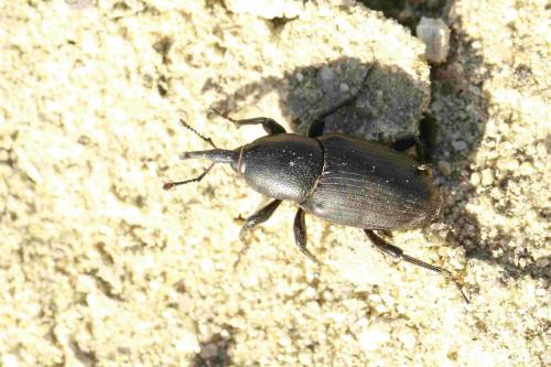 Sphenophorus sp.