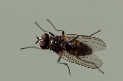 Fannia canicularis
