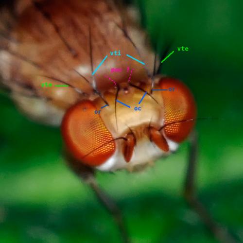 Opomyza florum