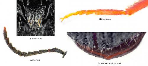 Réf. 199 222 : Microrhagus lepidus