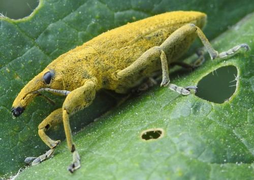 Réf. 199 021 : Lixus sp.
