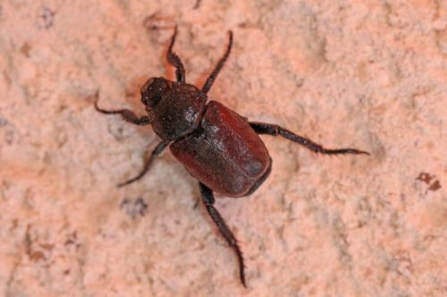 Réf. 199 160 : Hoplia philanthus