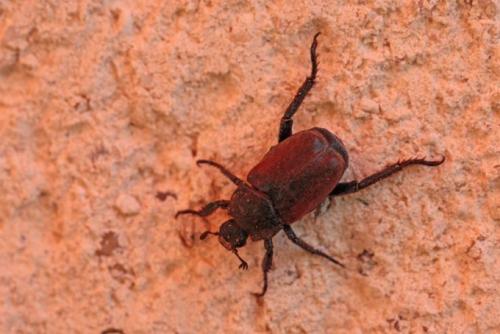 Réf. 199 161 : Hoplia philanthus
