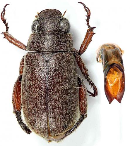 Adoretus cribratus