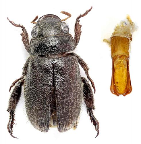 Réf. 199 204 : Adoretus alocopygus