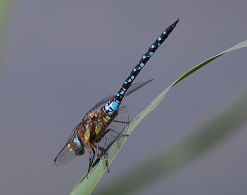 Réf. 199 177 : Aeshna mixta