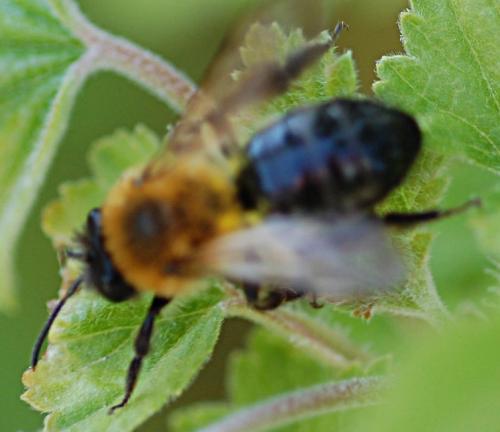 Andrena sp.