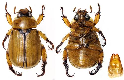 Réf. 199 371 : Anomala pallida