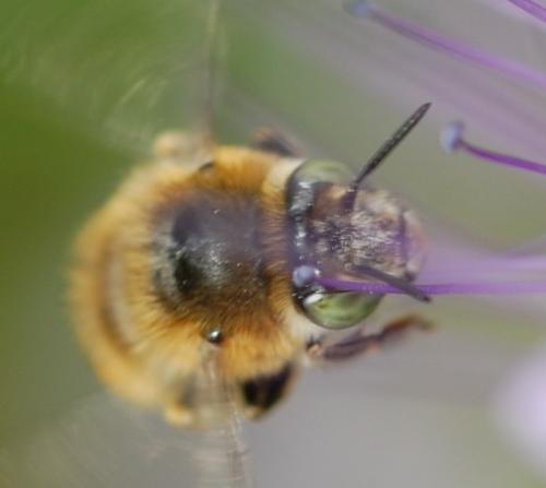 Anthophora quadrimaculata