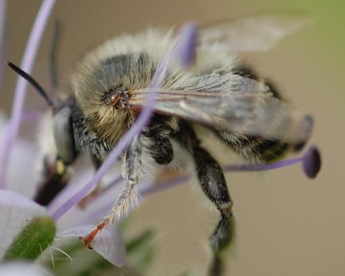 Réf. 199 137 : Anthophora quadrimaculata